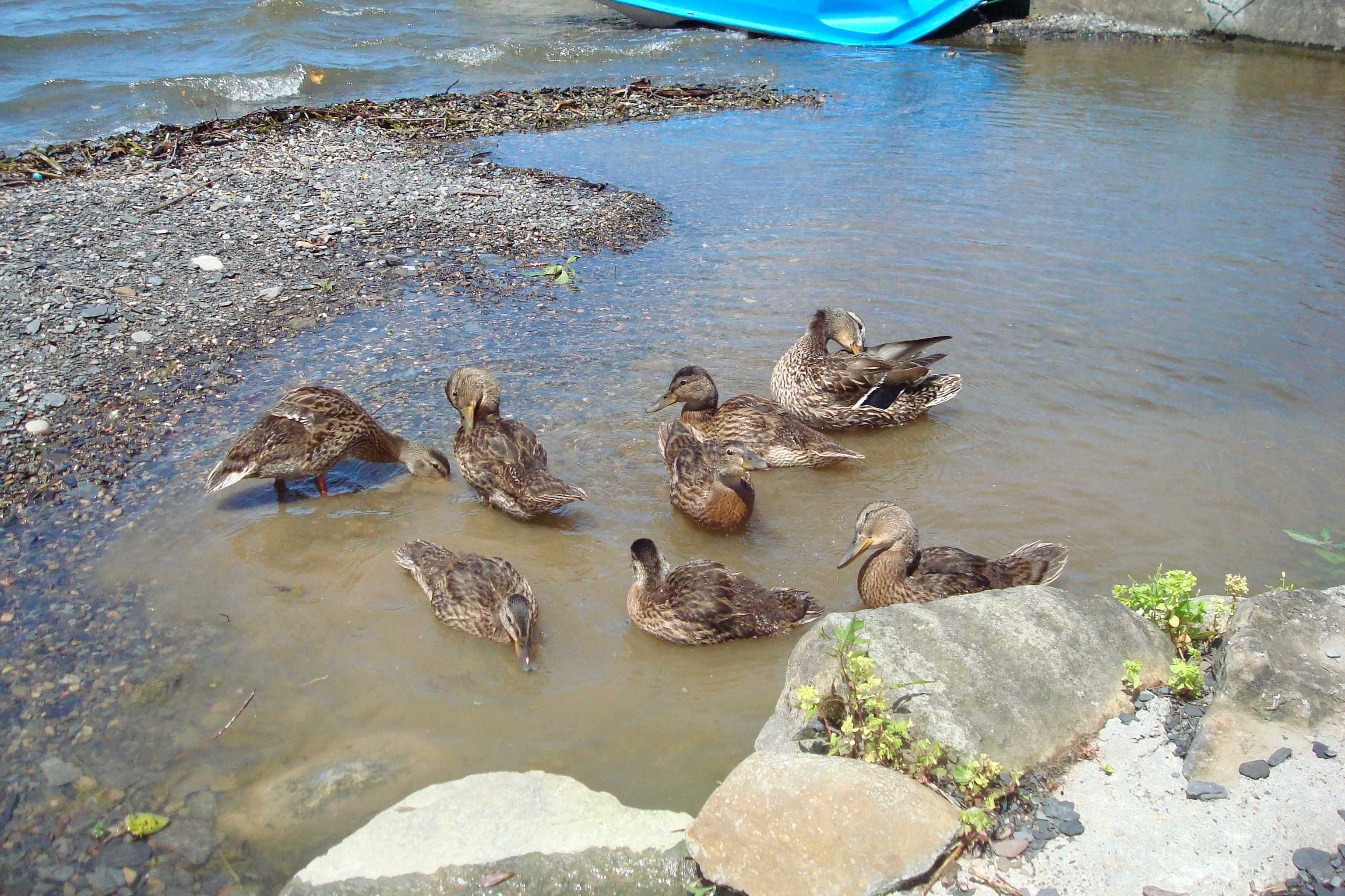 Ducks bathing