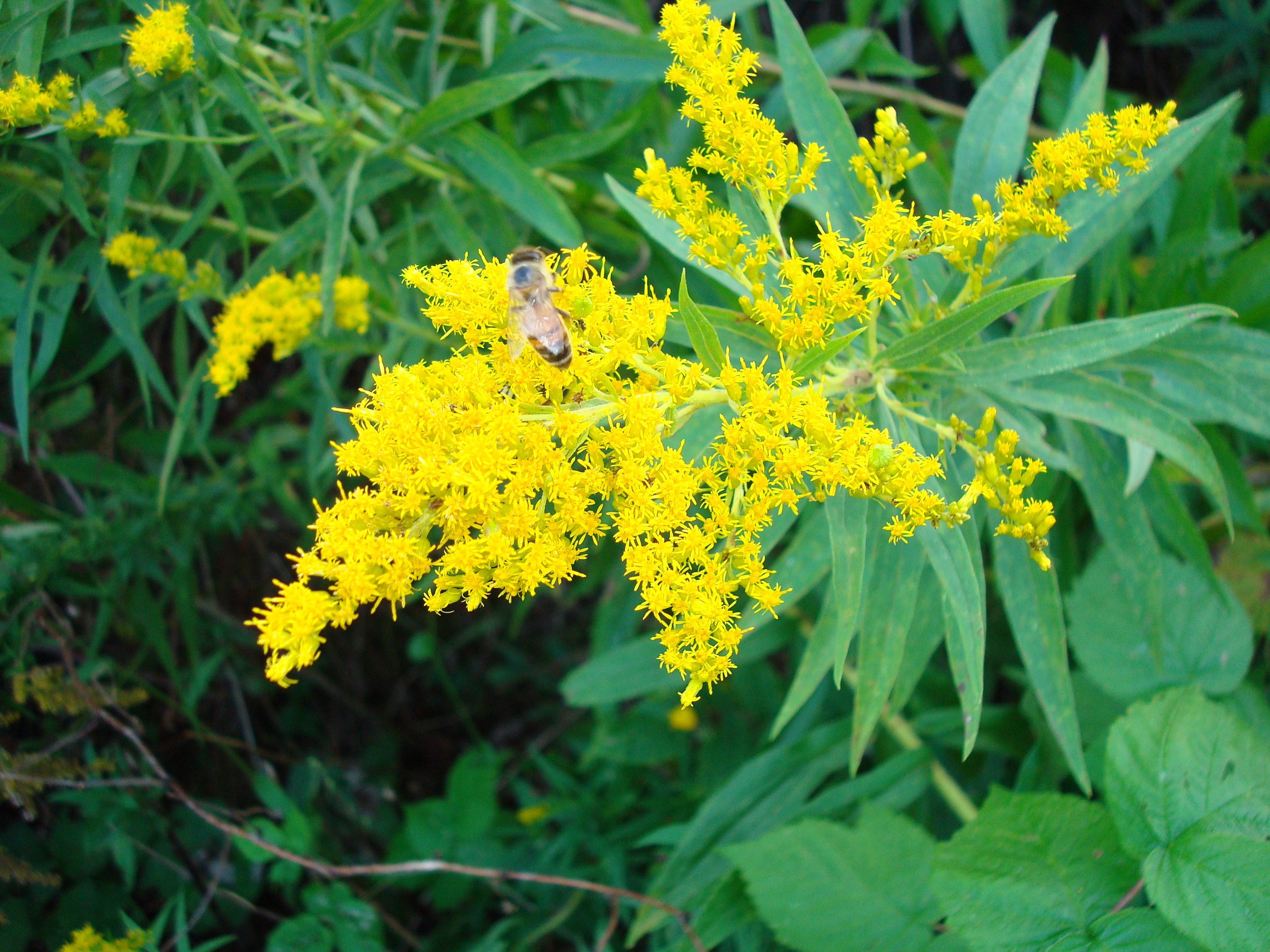 Bee humming on golden rod