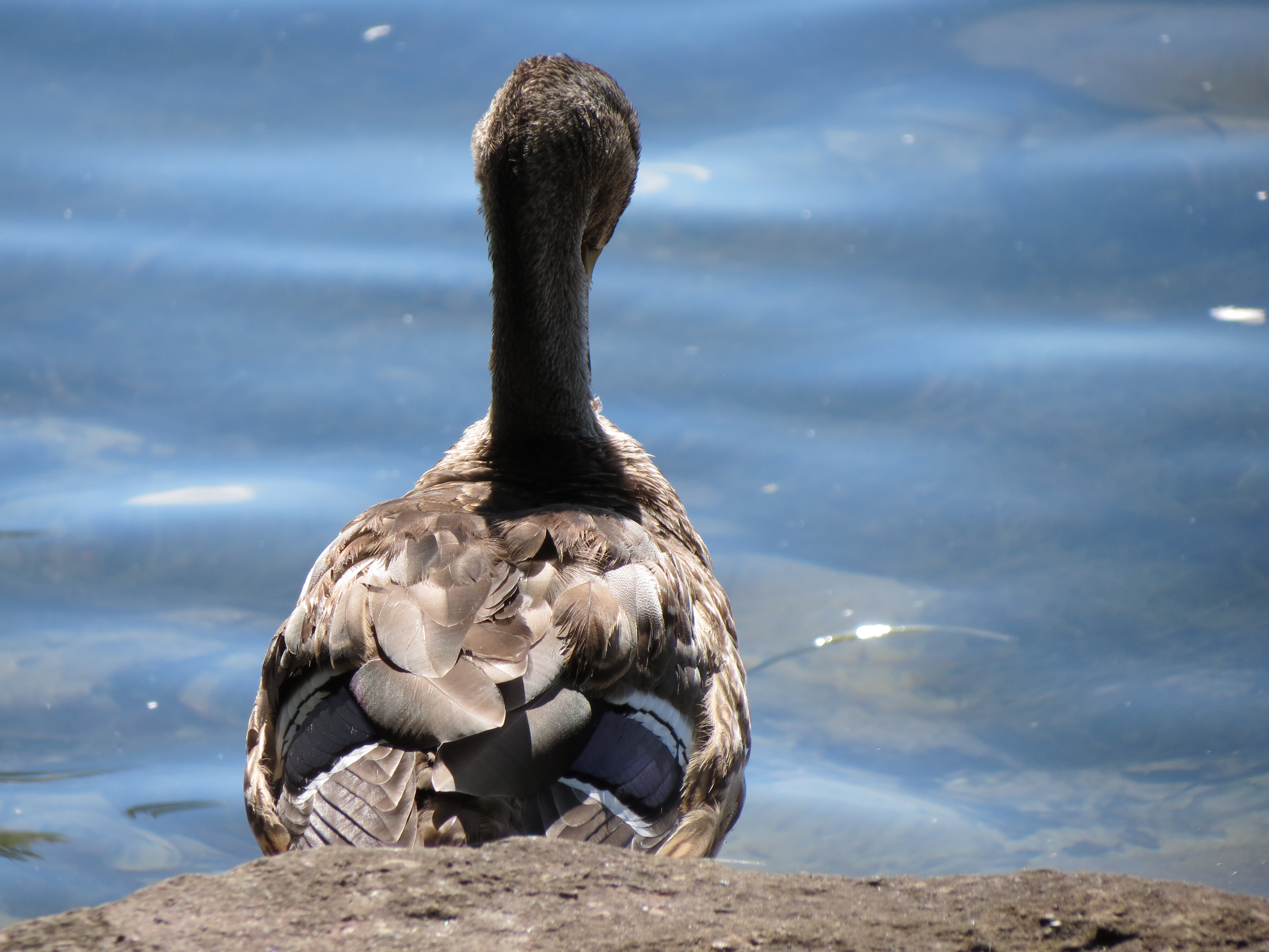 Meditating_duck