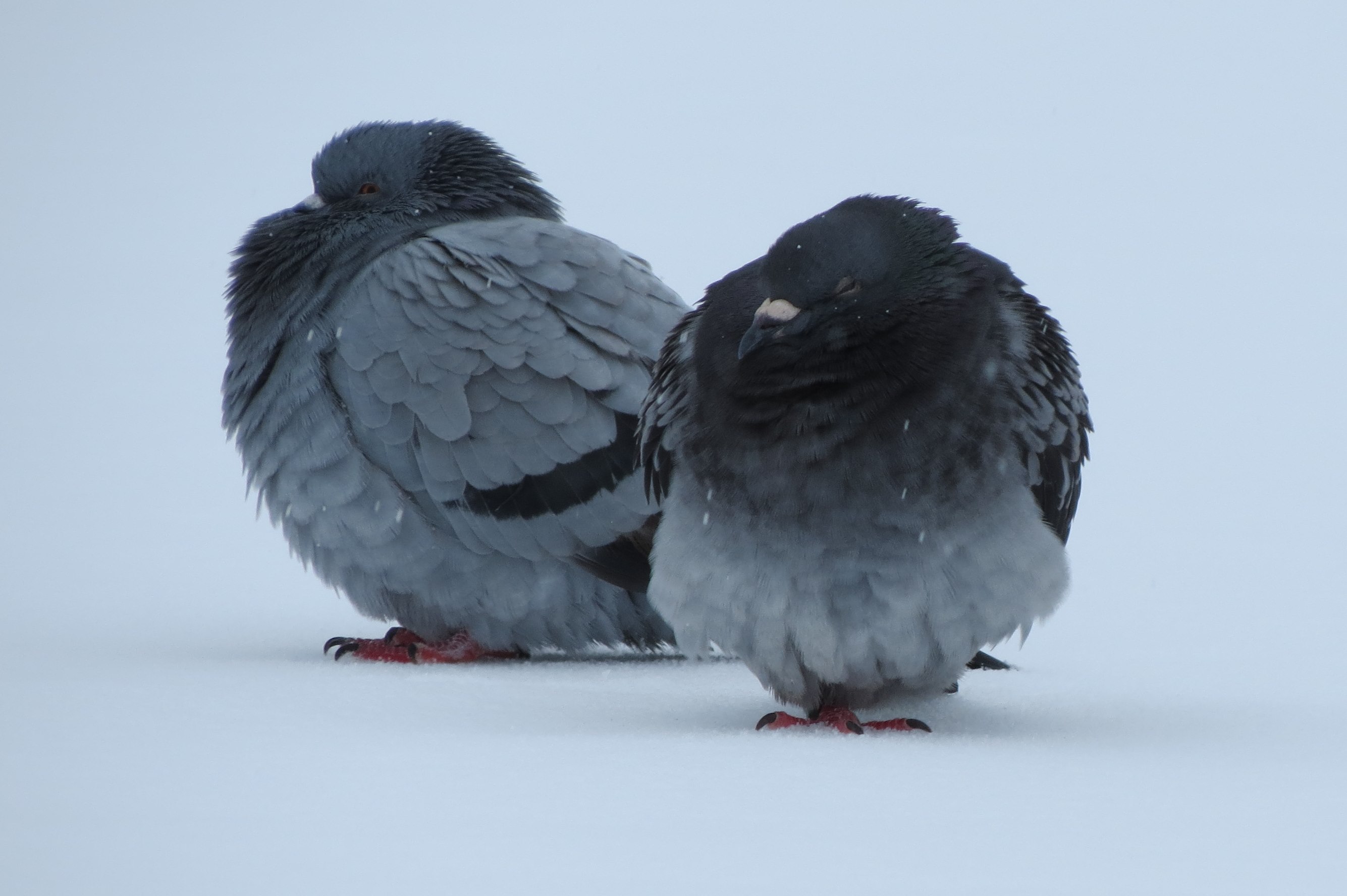Pigeons Freezing in a Field