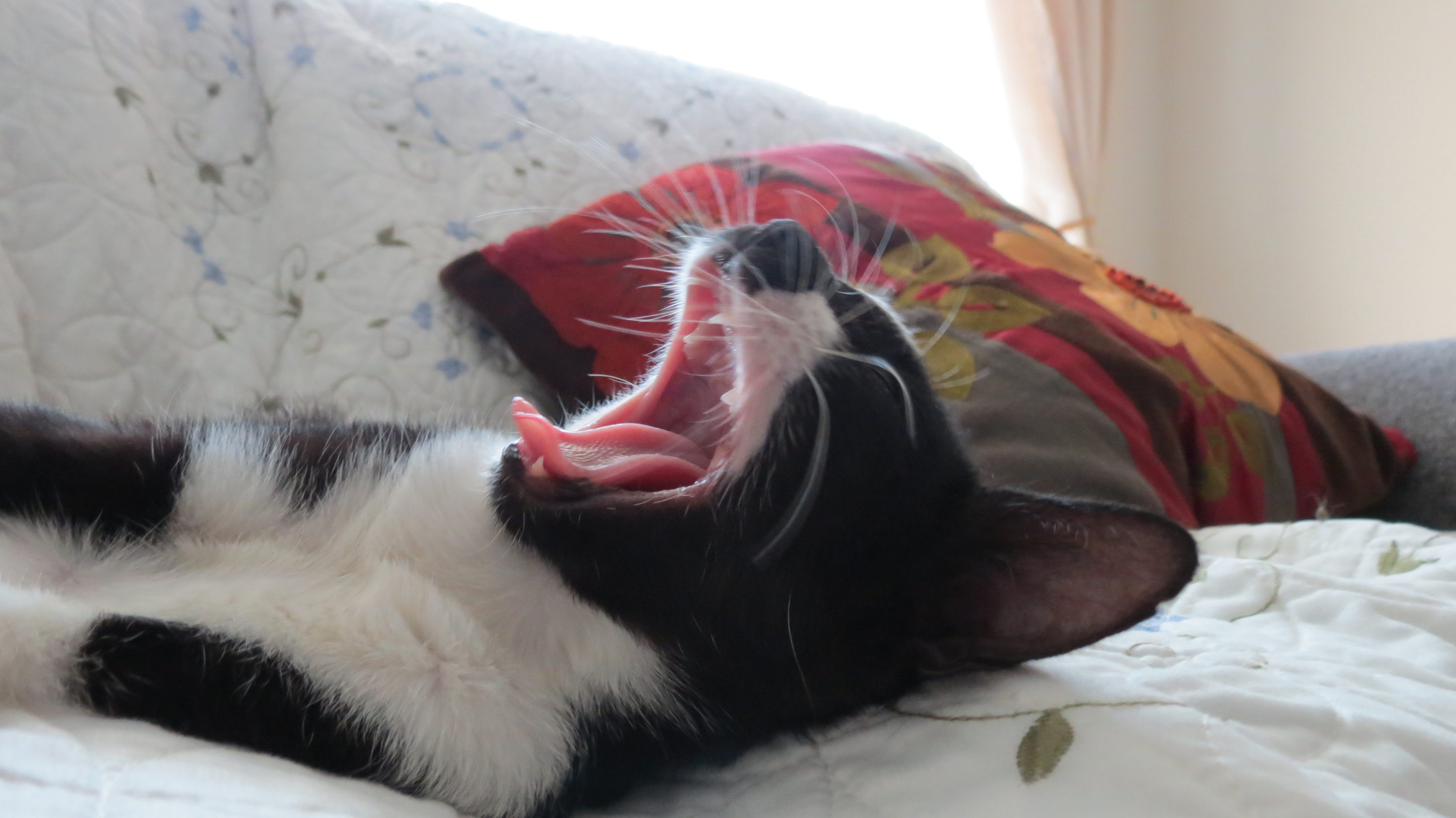 Lazy cat yawning
