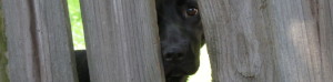 dog peeking through neighbors fence